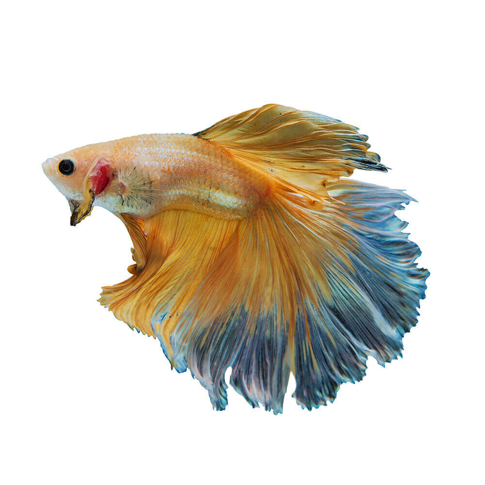 Flower Tail Betta Fish